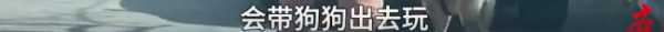 日赚400元！上海95后女生兼职给狗狗当司机！看完疯狂心动！