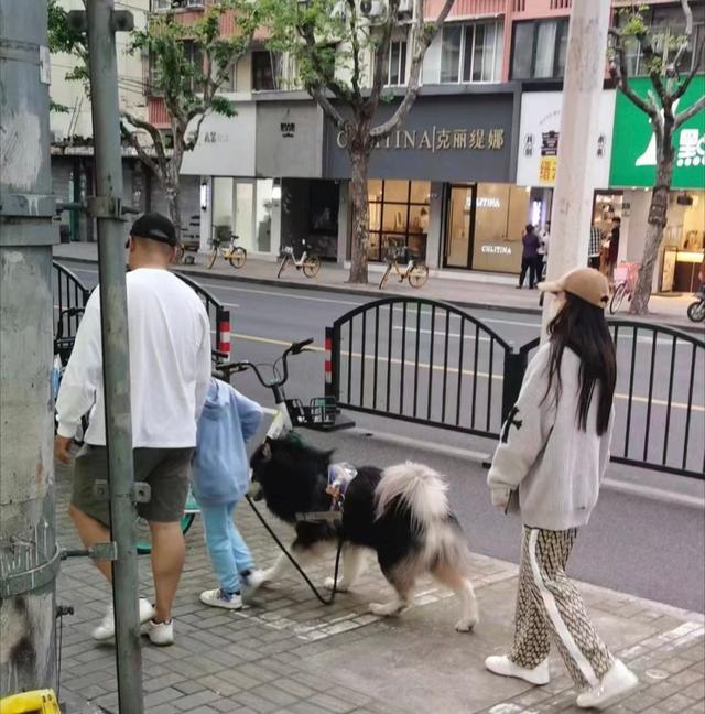 杨颖带7岁儿子小海绵遛狗被偶遇，爱狗是大型犬，曝住公寓