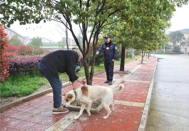 有些深圳人，不配养狗！