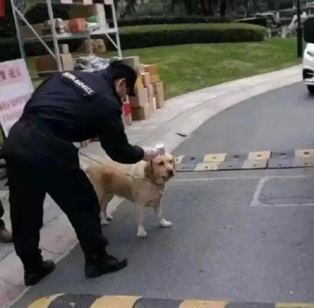 乌鲁木齐小区封闭，铲屎官想出这招遛狗：狗子秒变空降兵