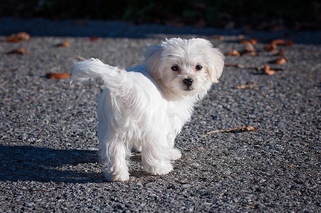 小型犬常见的气管塌陷，只能做手术帮狗根治，你还不预防吗？