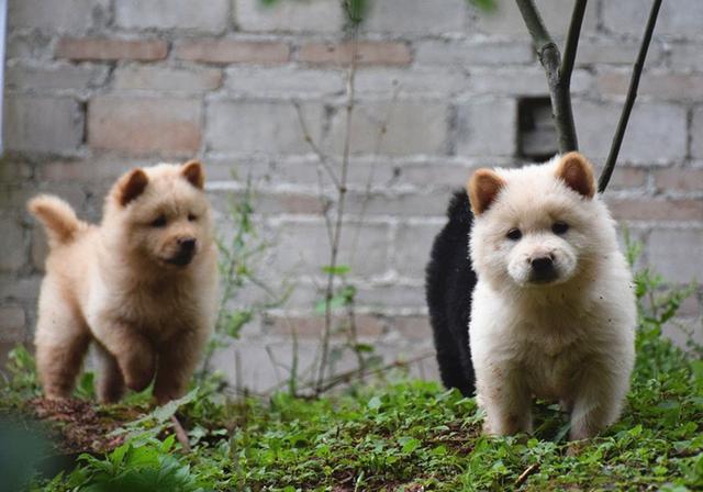 土狗并不老土，忠诚、适应能力很强，可是行走的历史活化石