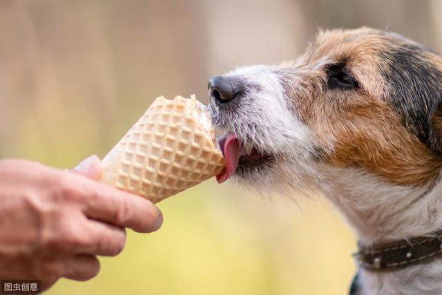 狗狗怀孕期间的，4大饮食注意事项，宠主一定要重视