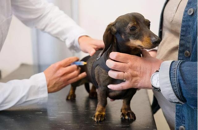 人犬易患的9大寄生虫，为了狗狗和家人的健康，一定要注意防治