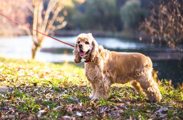 六种智商较高的小型犬，谁说只有大狗才聪明，小型犬可不会认输