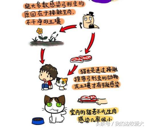 孕期不能养狗么？真想让你意想不到，原来只要做好就有这么多好处