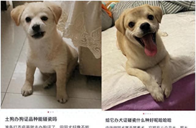 小区禁养犬逐户清理，三环内说不！