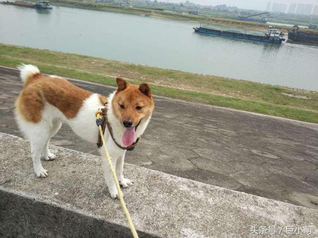 城市内禁养的6种狗，养了会被警察没收，最后一种狗狗常见却违规