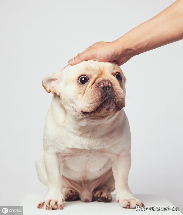 别被最好饲养的狗骗啦！养好法国斗牛犬，这些问题你注意到了吗？