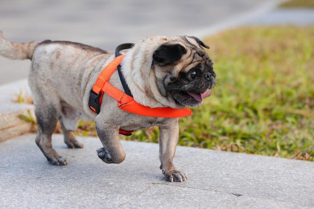 受欢迎的10种小型犬，寿命有多长，你都知道吗？