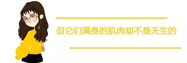 看到这只满身肌肉的狗，健身10年的我怂了